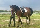 Swedish Warmblood Gelding for Sale in Sabin, Minnesota Swedish Warmblood Gelding for Sale in Sabin, Minnesota