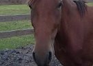 Paso Fino - Horse for Sale in Okeechobee, FL 34972