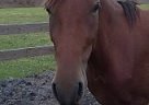 Paso Fino - Horse for Sale in Okeechobee, FL 34972 Paso Fino - Horse for Sale in Okeechobee, FL 34972