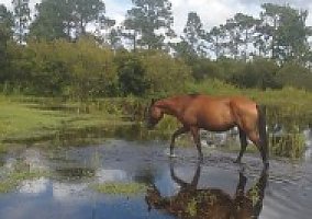 Paso Fino (Paso Fino, Mare) in Okeechobee, FL