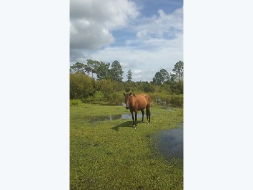 Cute 6 Year old Mare