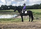 Dressage/Trail Magic