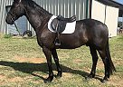 Magic - Gelding in Vass, NC Magic - Gelding in Vass, NC