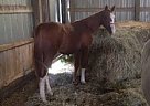 - Stallion in Kars, ON - Stallion in Kars, ON