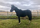 Swedish Warmblood Mare for Sale in Sabin, Minnesota Swedish Warmblood Mare for Sale in Sabin, Minnesota