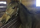 Swedish Warmblood Mare for Sale in Sabin, Minnesota Swedish Warmblood Mare for Sale in Sabin, Minnesota
