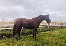Swedish Warmblood Mare for Sale in Sabin, Minnesota Felicity