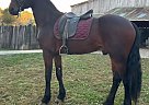 Friesian - Horse for Sale in Sugarcreek, OH 44681