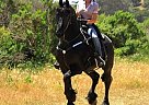 friesian - Gelding in Belvedere, CA friesian - Gelding in Belvedere, CA