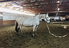 Oldenburg Mare for Sale in Sabin, Minnesota Ehla
