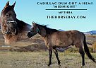 Missouri Fox Trotter - Horse for Sale in Logan, UT 84321 Missouri Fox Trotter - Horse for Sale in Logan, UT 84321
