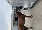 Quarter Horse - Horse for Sale in Vilonia, AR 72173