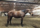 Trakehner Mare for Sale in Sabin, Minnesota Trakehner Mare for Sale in Sabin, Minnesota