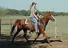 Maybelle - Mare in Georgetown, TX Maybelle - Mare in Georgetown, TX