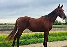 Thoroughbred Mare for Sale in Sabin, Minnesota Celebrity