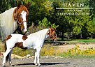 Mustang - Horse for Sale in Fort Collins, CO 80524 Mustang - Horse for Sale in Fort Collins, CO 80524