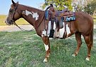 Peppermint Patti - Mare in Granger, TX Peppermint Patti - Mare in Granger, TX