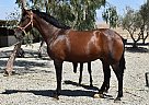 Andalusian - Horse for Sale in Bakersfield, CA 93308 Andalusian - Horse for Sale in Bakersfield, CA 93308