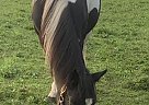 Lilly - Mare in Tottenham, ON Lilly - Mare in Tottenham, ON