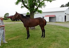 Thoroughbred (Thoroughbred, Stallion) in Van Wert, OH