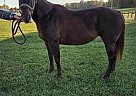 Quarter Horse - Horse for Sale in Fredericksburg, OH 44627