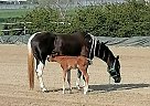 feona playgirl - Mare in Magnetic Springs, feona playgirl - Mare in Magnetic Springs,