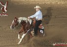 Paint - Horse for Sale in Magnetic Springs, 43036 Paint - Horse for Sale in Magnetic Springs, 43036
