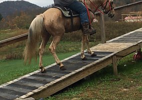 Tennessee Walking (Tennessee Walking, Mare) in Manchester, KY