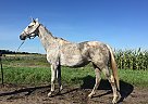 Thoroughbred Mare for Sale in Sabin, Minnesota Thoroughbred Mare for Sale in Sabin, Minnesota