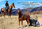 Tennessee Walking - Horse for Sale in Laporte, CO 80535 Tennessee Walking - Horse for Sale in Laporte, CO 80535