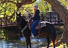 Tennessee Walking - Horse for Sale in Laporte, CO 80535 Tennessee Walking - Horse for Sale in Laporte, CO 80535