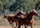 SDO Espree Arabian Mare