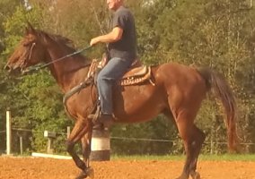 Quarter Horse (Quarter Horse) in Louisa, VA