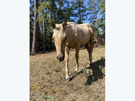 AQHA 2022 Filly