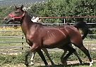 Arabian - Horse for Sale in Capitan, NM 