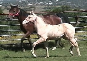 Arabian (Arabian, Mare) in Capitan, NM