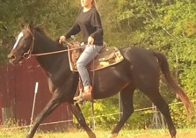 Quarter Horse (Quarter Horse, Gelding) in Louisa, VA
