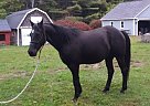 Black Grade Quarter Horse Geldin... Quarter Horse Gelding