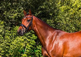 Westphalian (Westphalian, Mare)