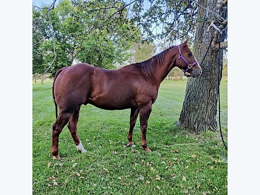 Feedlot Horse