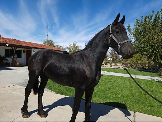 Friesian