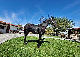 Friesian (Friesian, Stallion) in Hesperia, CA