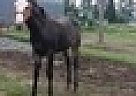 Paint - Horse for Sale in Jacksonville, FL 32205 