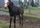 Paint - Horse for Sale in Jacksonville, FL 32205 Paint - Horse for Sale in Jacksonville, FL 32205