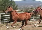 Arabian - Horse for Sale in Capitan, NM 