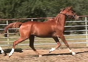 Arabian (Arabian, Stallion) in Capitan, NM