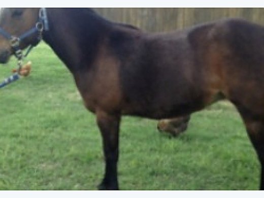 Looking for a Horse
