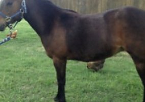 Welsh Pony and Cob (Welsh Pony and Cob, Gelding) in Sherman, TX