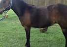 Welsh Pony - Horse for Sale in Sherman, TX 75092