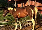 Treasure - Mare in Franklin, TX Treasure - Mare in Franklin, TX